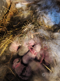 Coniglietti Ariete nano