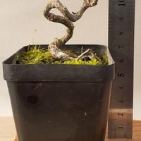 bonsai mame acero palmato 9