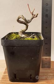 bonsai mame acero palmato 9