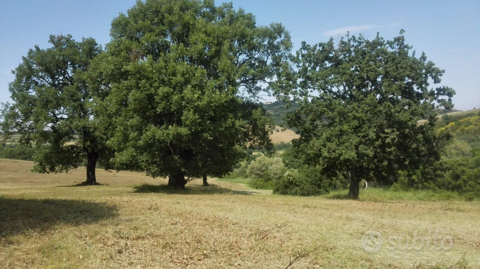 Terreni con uliveti - Vista 2