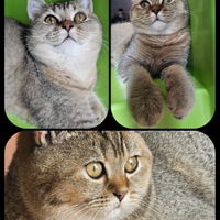 2 cuccioli british shorthair da riproduzione