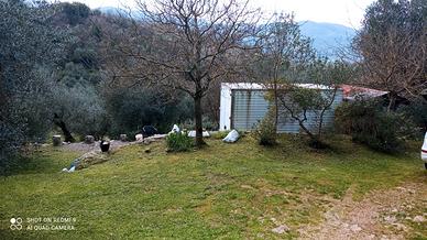 terreno  uliveto