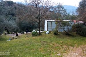 terreno  uliveto