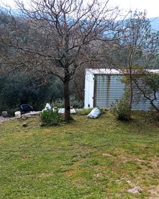 terreno  uliveto