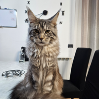 Femmina accoppiamento maine coon