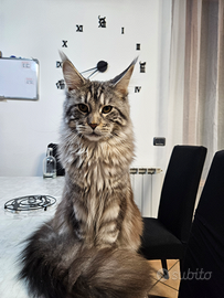 Femmina accoppiamento maine coon