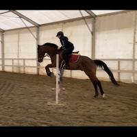 Cavallo castrone italiano