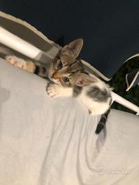 Gattini di 2 mesi disponibili