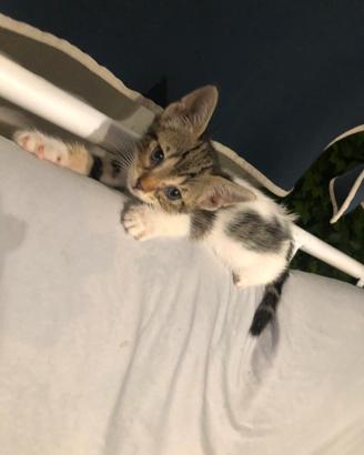 Gattini di 2 mesi disponibili
