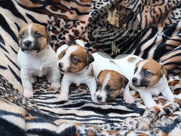Jack Russell Terrier cuccioli
