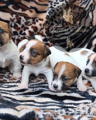 Jack Russell Terrier cuccioli