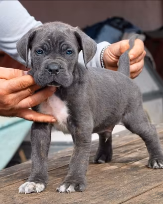 Cuccioli Cane Corso