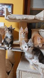 Cuccioli Maine coon