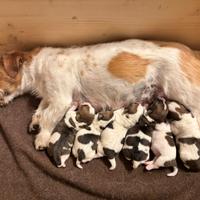 Cuccioli Jack Russell Terrier