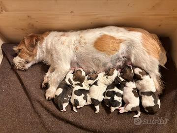 Cuccioli Jack Russell Terrier