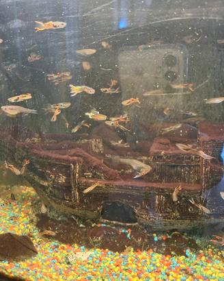 Guppy multicolore
