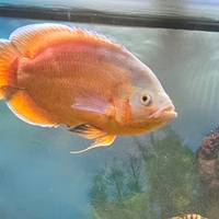 Astronotus Ocellatus