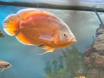 Astronotus Ocellatus