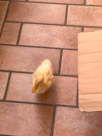 Cucciolo di anatra