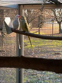 Coppia Parrocchetti dal Collare Adulti