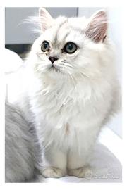 Gatti persiani , chinchilla , femmina