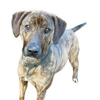 Meraviglioso molosso tigrato taglia media