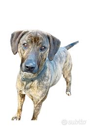 Meraviglioso molosso tigrato taglia media