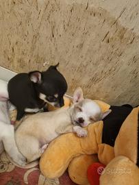 cucciola di chihuahua 