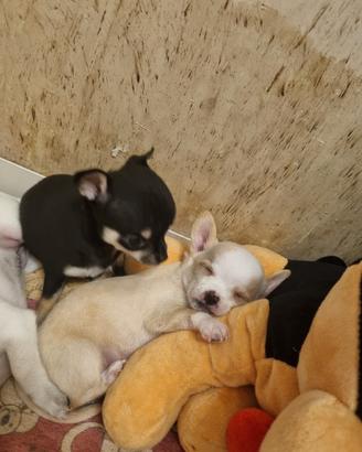 cucciola di chihuahua 