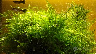 Muschio di Giava per acquario 