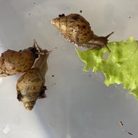 Lumache giganti africane