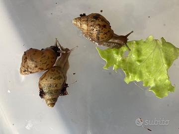 Lumache giganti africane