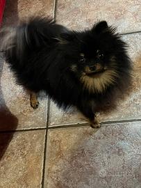 Pomerania nano