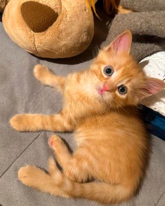 Gattino rosso
