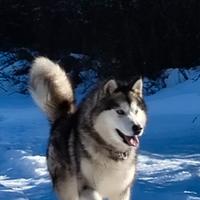 Alaskan Malamute