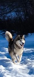 Alaskan Malamute