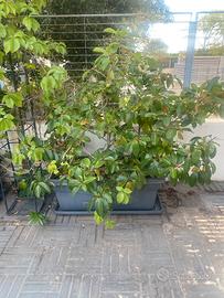 Piante