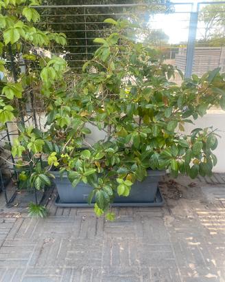 Piante