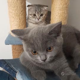 Cuccioli Scottish fold e Scottish straight 