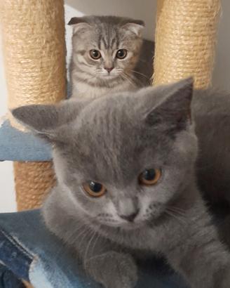 Cuccioli Scottish fold e Scottish straight 