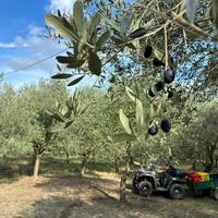 Uliveto per reimpianto (piante di olivo)