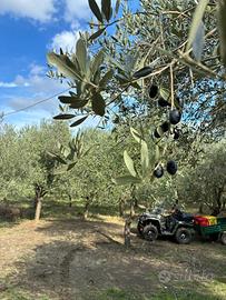 Uliveto per reimpianto (piante di olivo)