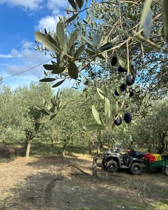 Uliveto per reimpianto (piante di olivo)