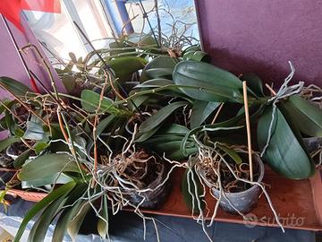 orchidee