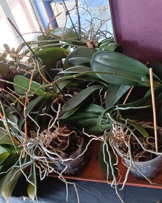 orchidee