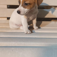 Jack russell terrier