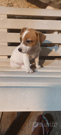 Jack russell terrier