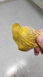 Canarini novelli 2025