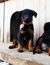 Cucciolo BEAUCERON maschio