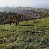 Terreno Agricolo Serra de' Conti [A4329096]